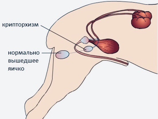 Крипторхизм у собак