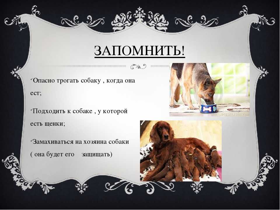Почему мусульманам нельзя держать дома собаку