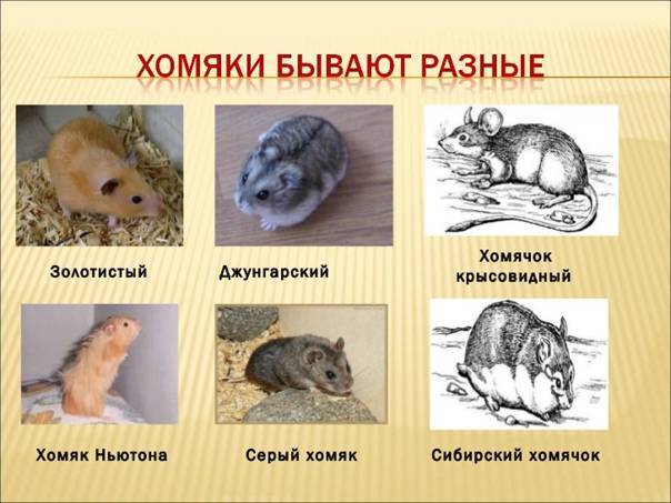 Чем отличается сирийский хомяк от джунгарского?