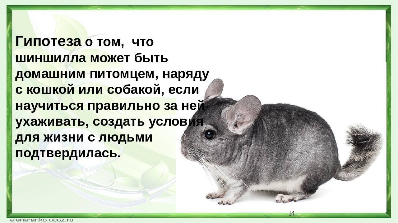 Шиншилла: описание, где обитают, чем питаются, сколько живут