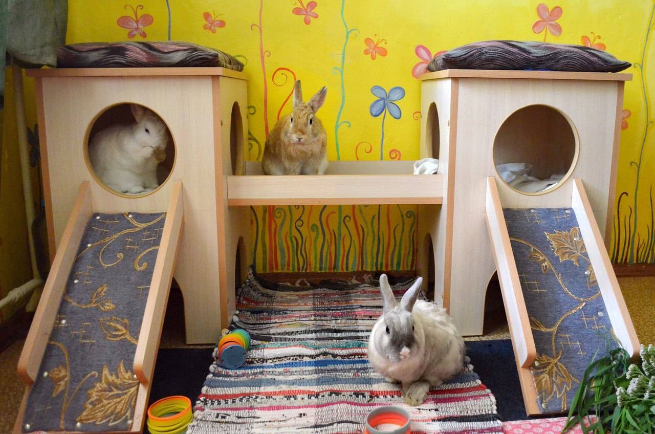 Домик для декоративного кролика своими руками
домик для декоративного кролика своими руками