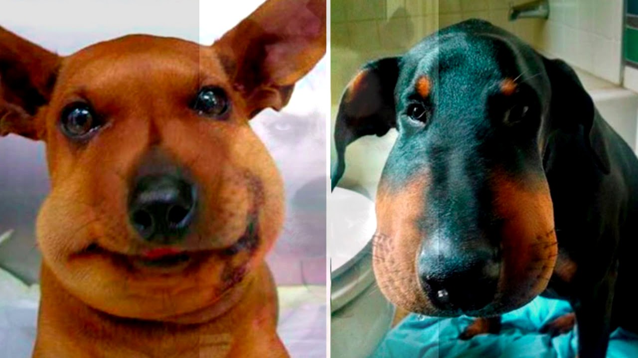 Собаку ужалила пчела, оса или шмель | dogkind.ru
