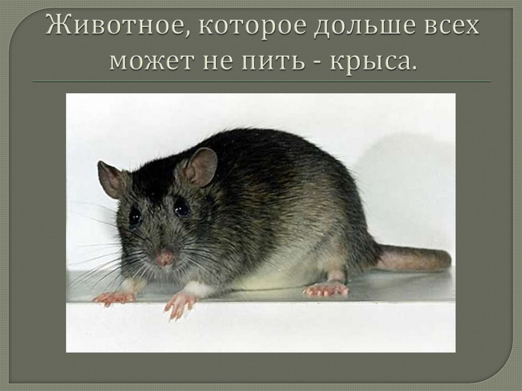 Мышь и крыса: чем отличаются, кто из них сильнее, как выглядят
