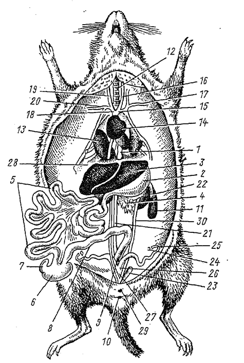 Внутреннее строение ежа. Внутренне строение самки крысы. Топография внутренних органов крысы.