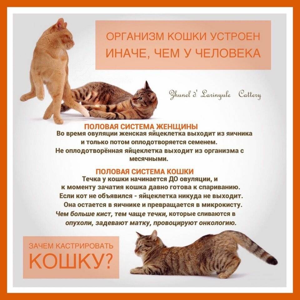 Можно ли стерилизовать кошку во время течки: последствия и риски | ваши питомцы