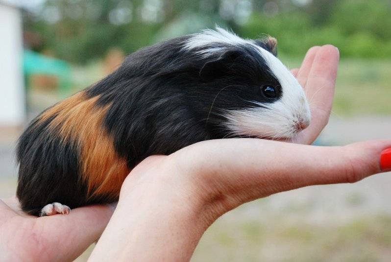 Знакомьтесь: guinea pig или просто морская свинка |