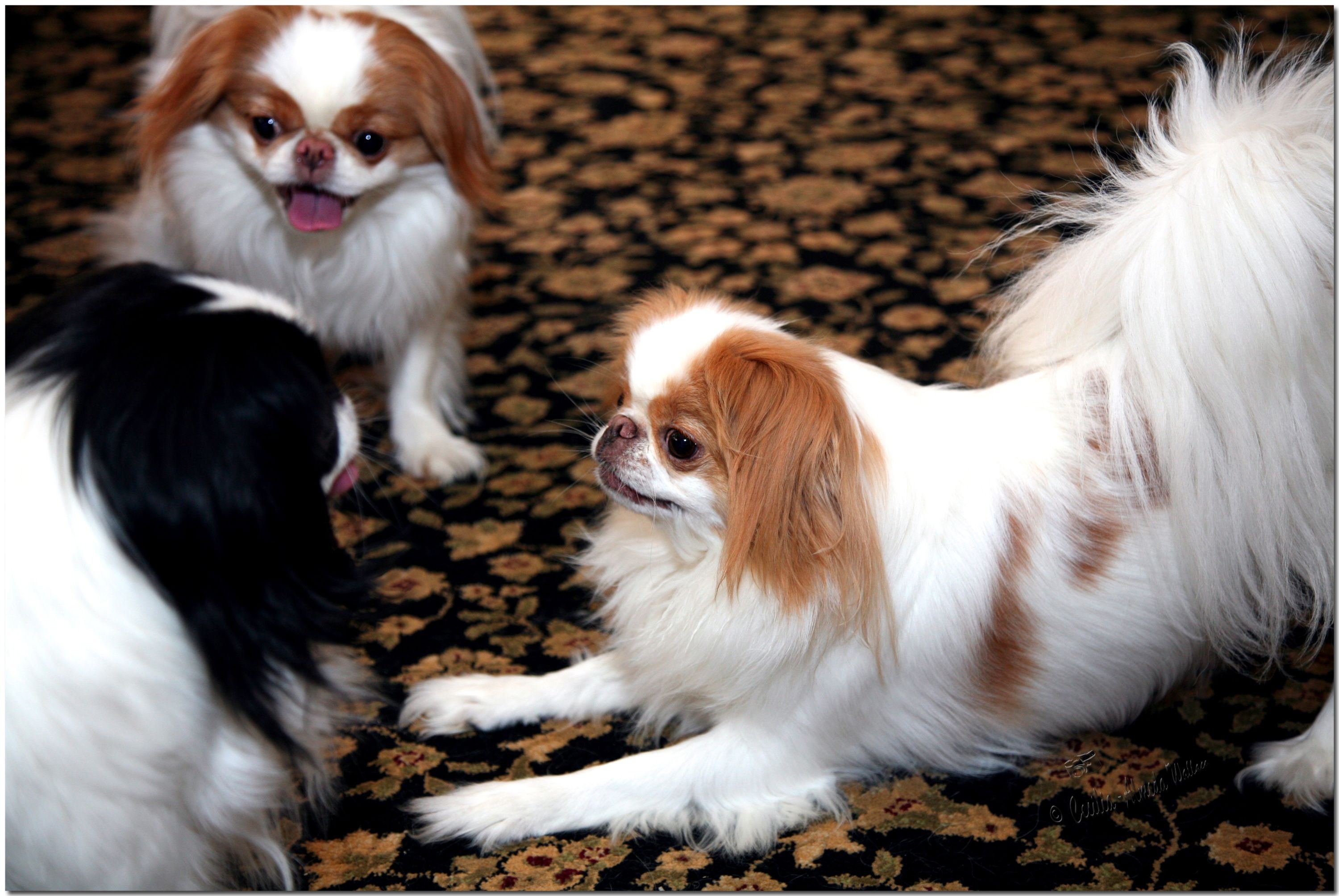 Японский хин: описание породы с фото, характер собаки, стандарты и отзывы владельцев