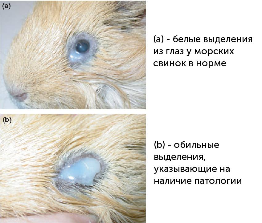 Власоеды у морских свинок: симптомы и лечение | блог ветклиники "беланта"