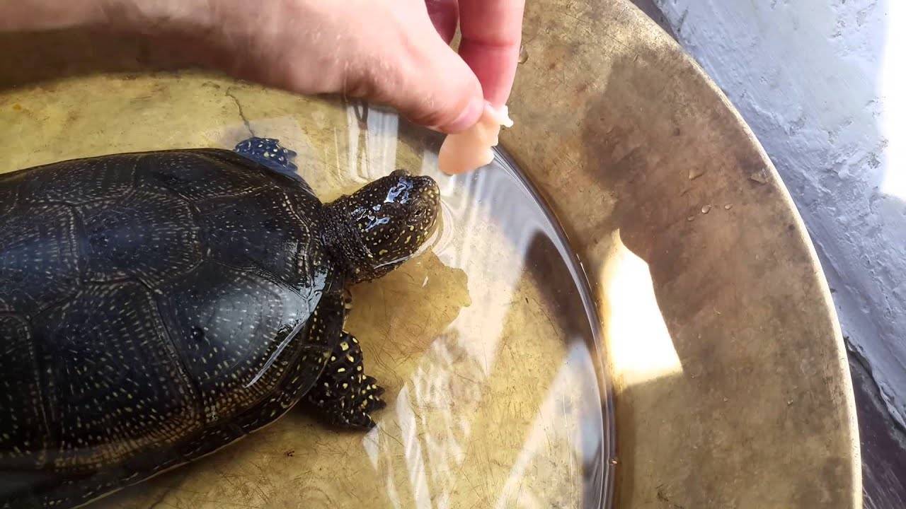 Чем кормить красноухую черепаху в домашних условиях