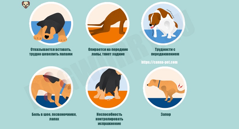 У собаки отказывают задние ноги: причины и что делать