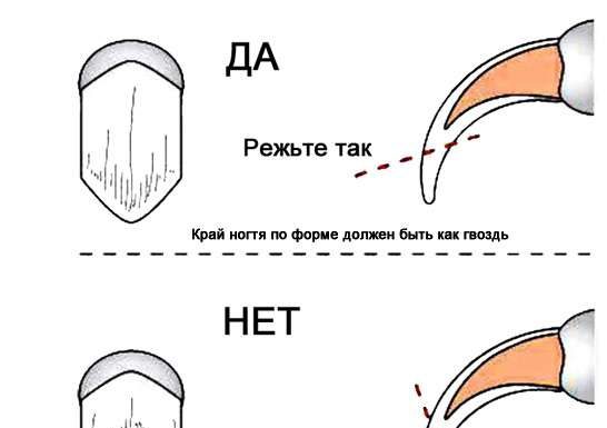Как подстричь когти попугаю в домашних условиях