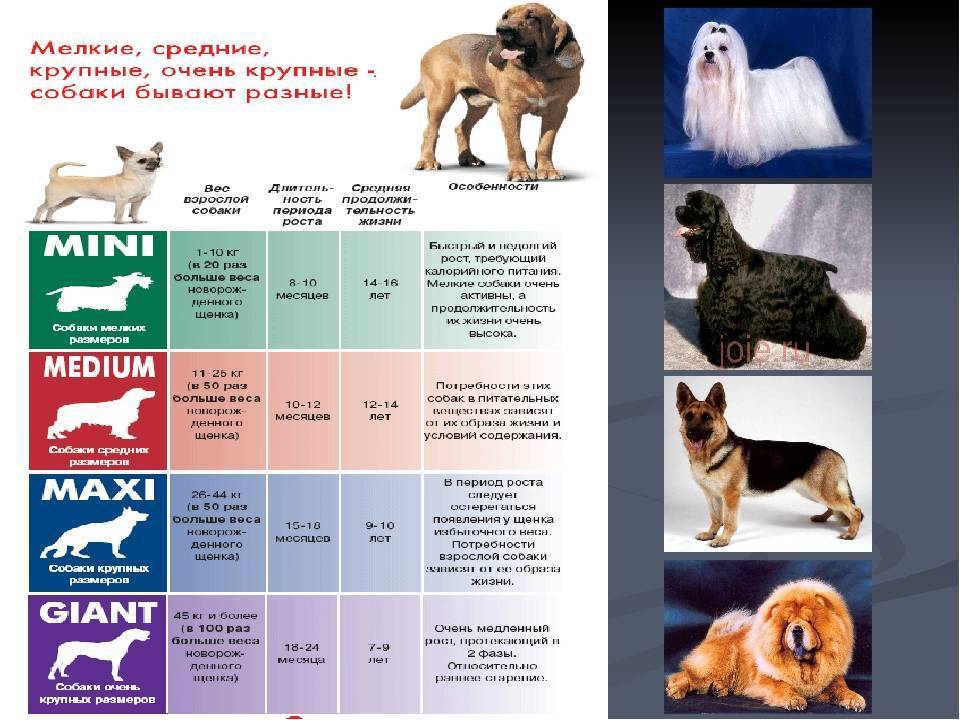 Как выбрать щенка: 14 шагов (с иллюстрациями)