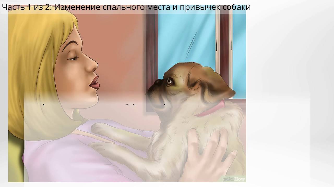 Щенок не спит ночью. что делать? | dogkind.ru