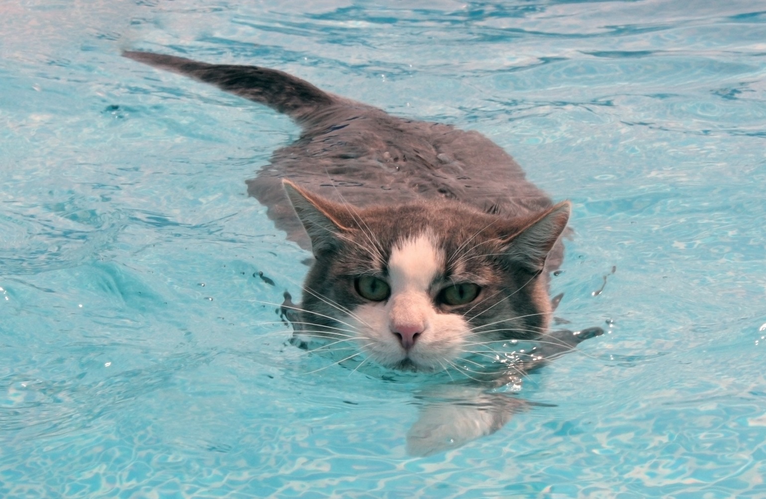 Люблю водичку. Котик плавает. Кот купается. Котенок купается. Водоплавающие коты.