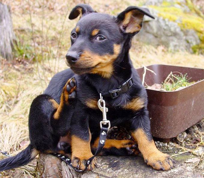 Ланкаширский хилер: содержание миниатюрных собак - компаньонов | beauty-line14a.ru