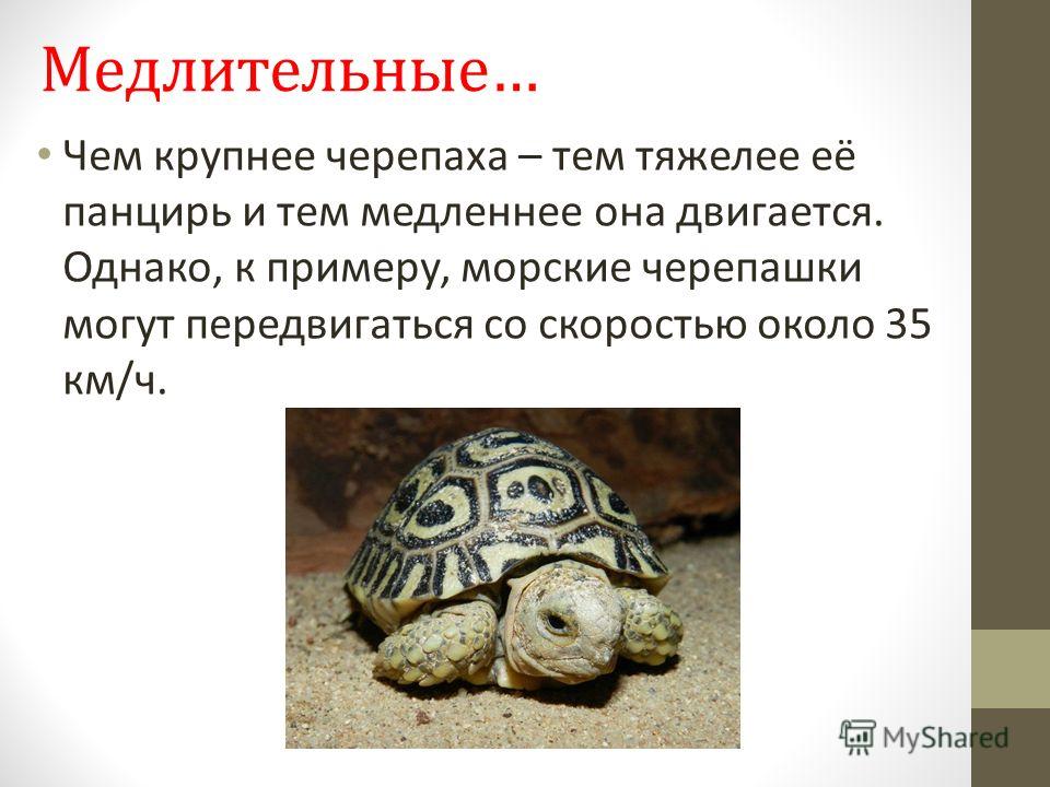 Красноухая черепаха трясет передними лапами