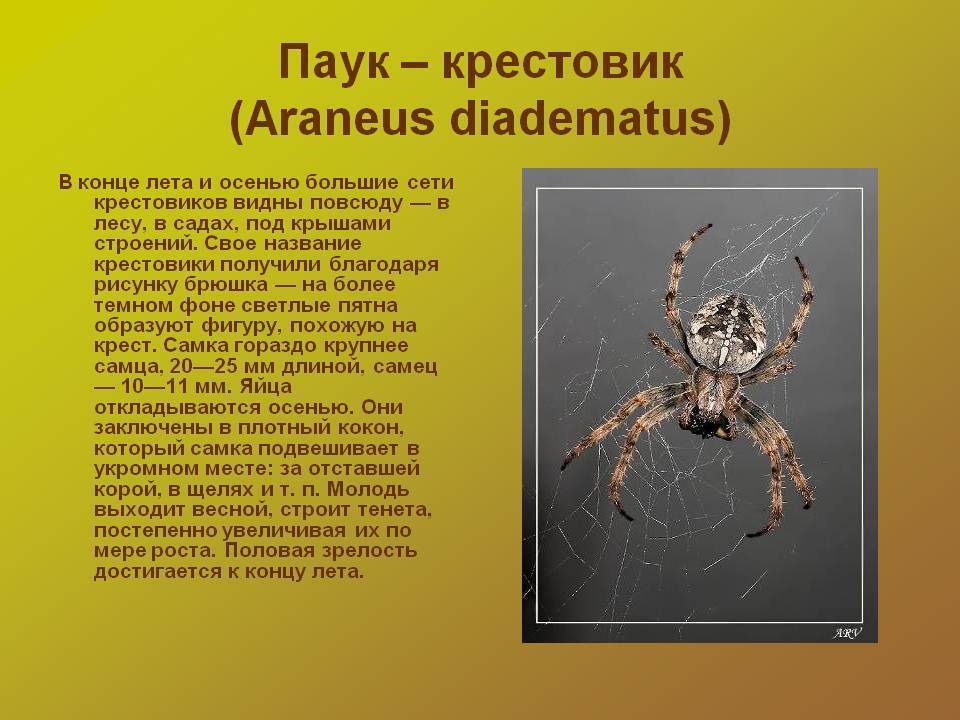 Рогатый паук, или шипастый паук-кругопряд | мир животных и растений