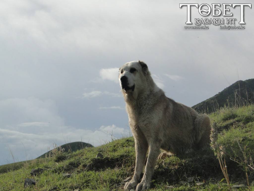 Тобет: описание породы казахский тобет с фото и характеристикой