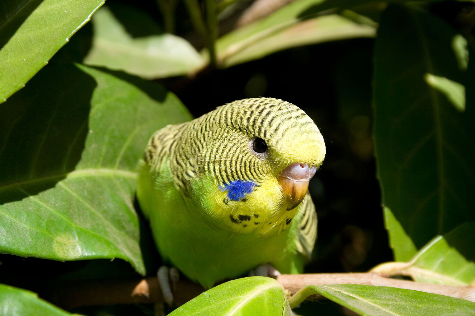 родина волнистых попугаев австралия