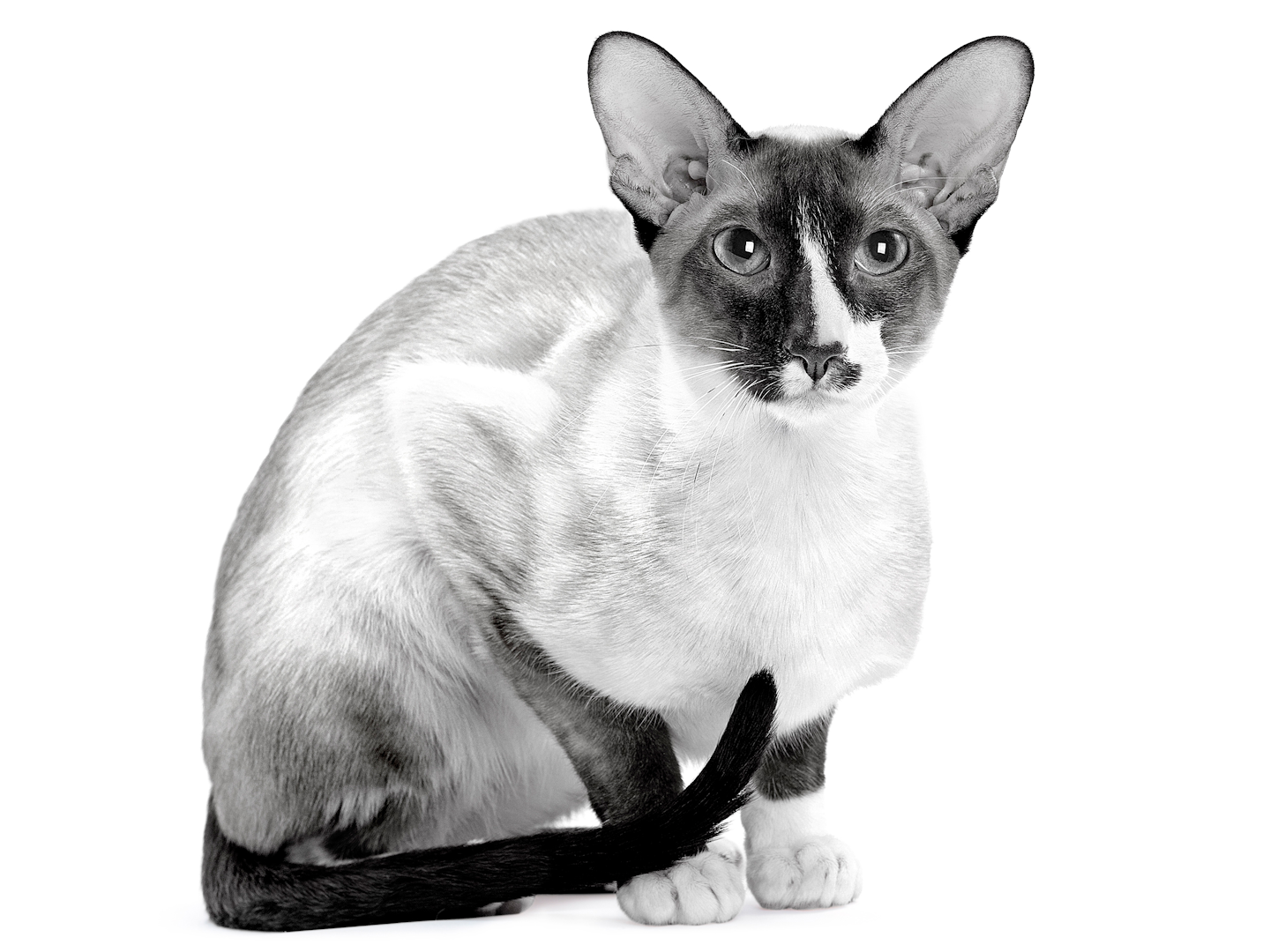 Сейшельская кошка - описание породы, фото, характер, правила ухода | for-pet
