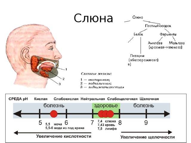 У собаки текут слюни: почему появляется обильное слюноотделение