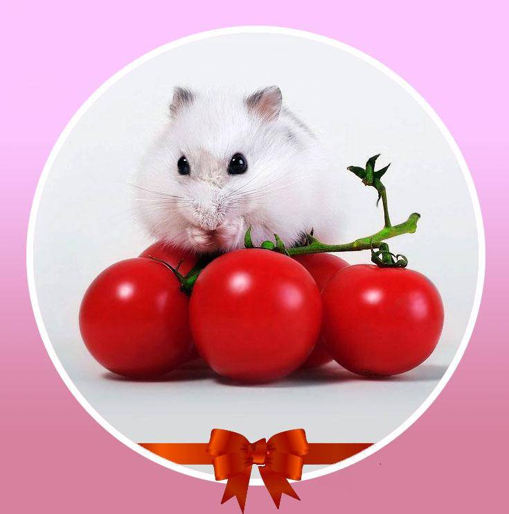 Почему давать хомяку помидоры — важно