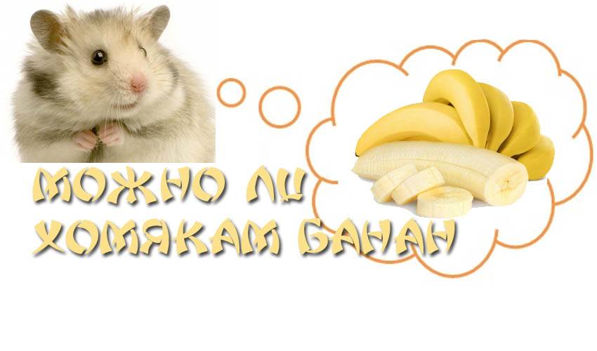 Давать хомякам банан