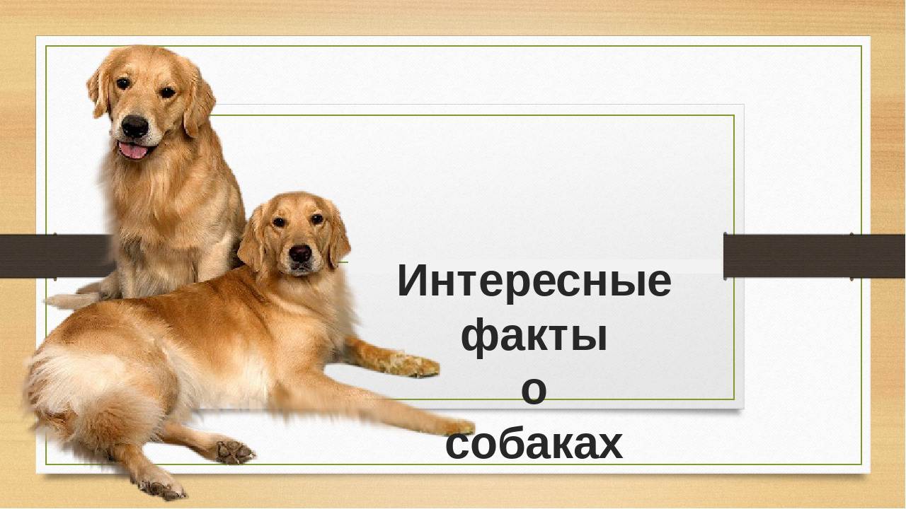 Презентация о собаках для детей