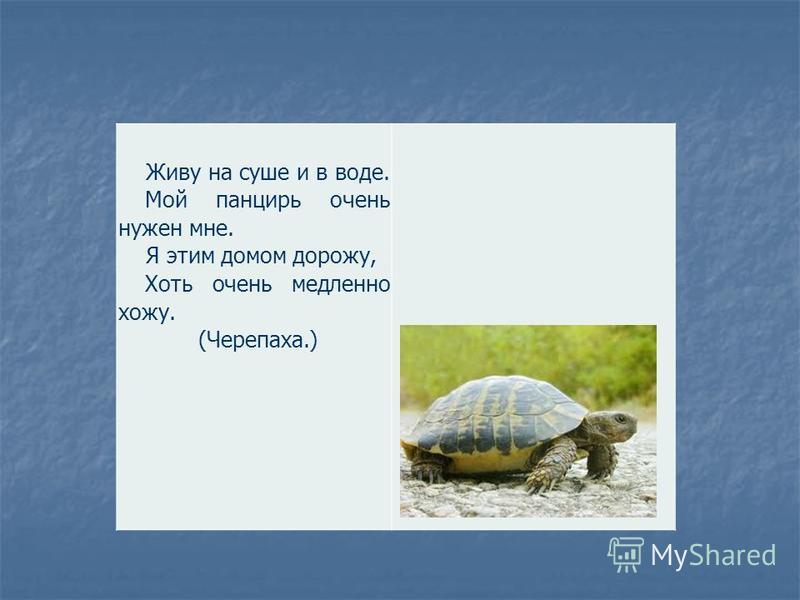 Почему черепахи живут так долго? – статья – корпорация российский учебник (издательство дрофа – вентана)