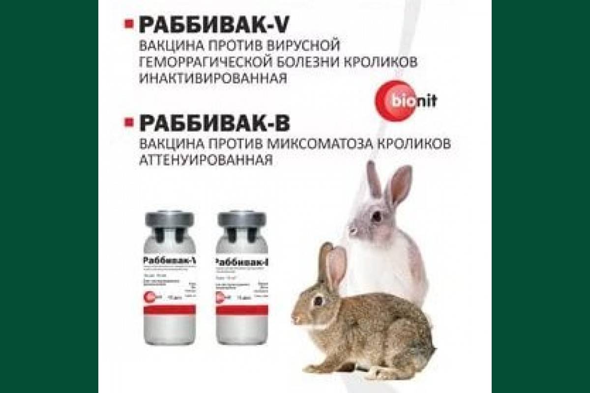 Что нового в лечении миксоматоза у кроликов.