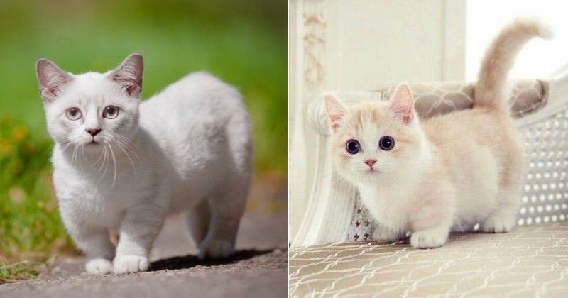 Породы маленьких котят: карликовые и мелкие животные, примеры которые не растут