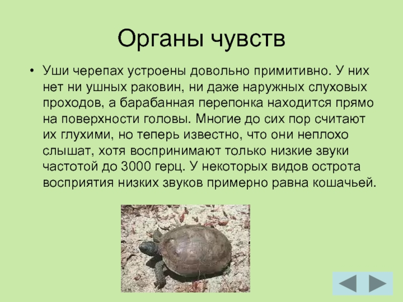 Интересные факты о черепахах, виды, образ жизни, влияние на природу