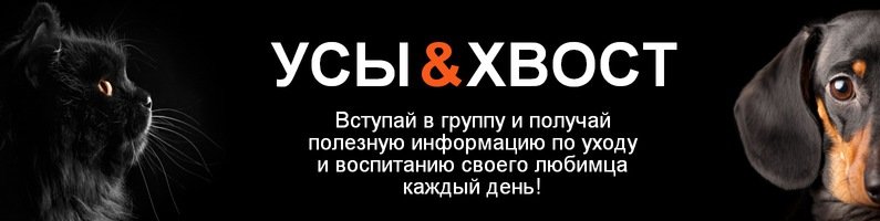 С собакой на море. как не испортить отдых