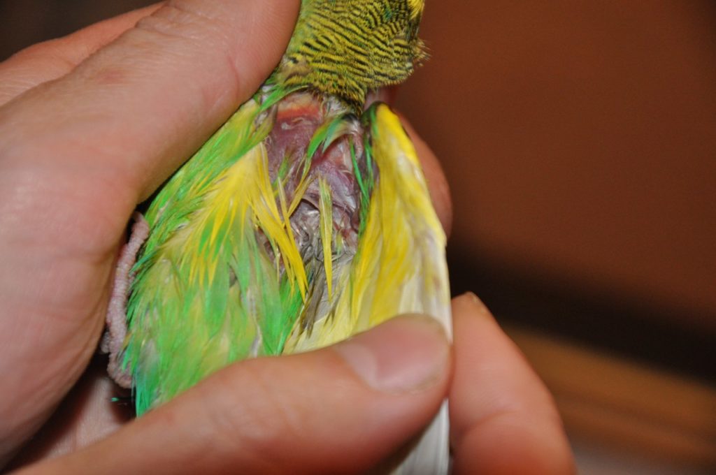 Попугай выщипывает перья: перечень возможных причин