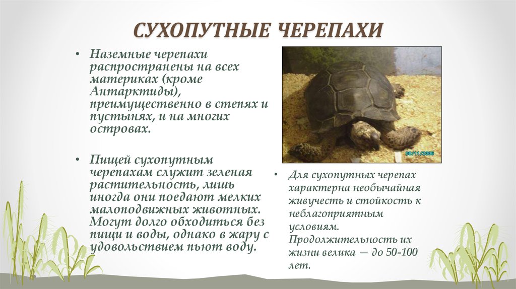 Продолжительность жизни среднеазиатских и других сухопутных черепах в домашних условиях