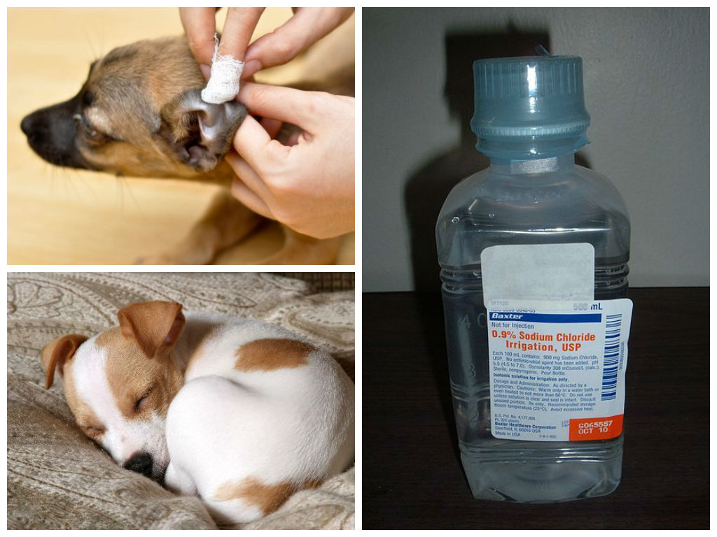 Отит у собак: симптомы и лечение в домашних условиях | «дай лапу»