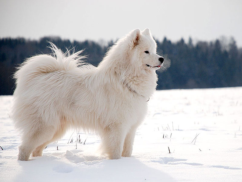 Эскимосская собака — история происхождения и описание породы