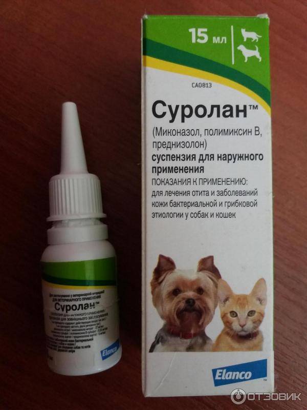 Ушная чесотка у кошек: фото, лечение, симптомы