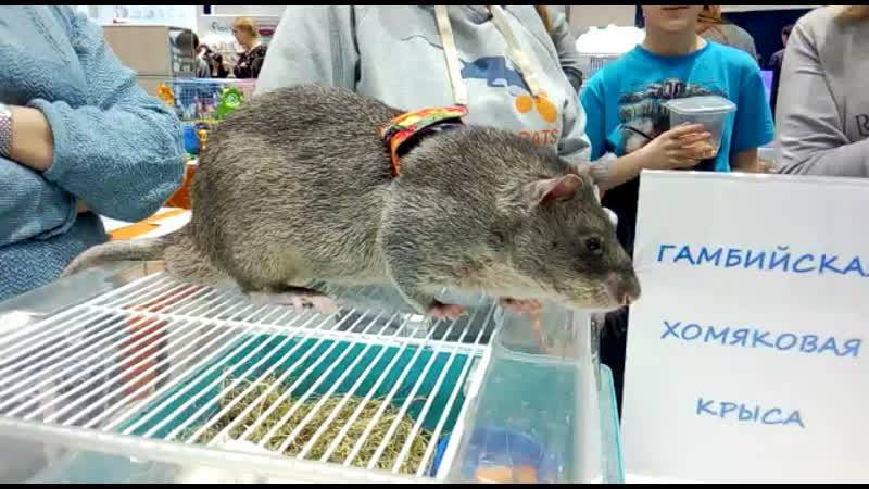 Необычный грызун из Африки: Гамбийская хомяковая крыса