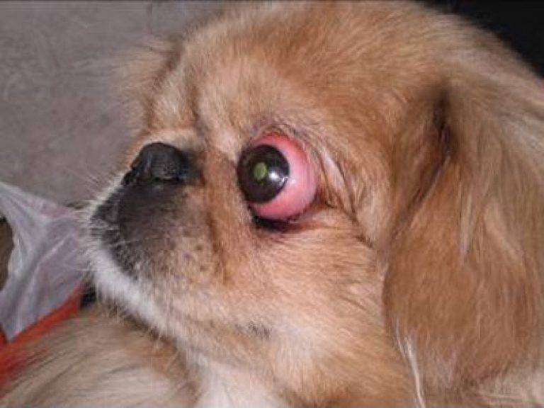 Собака у которой вываливаются глаза. Кератоконъюнктивит Пекинес. Пекинес голубоглазый.