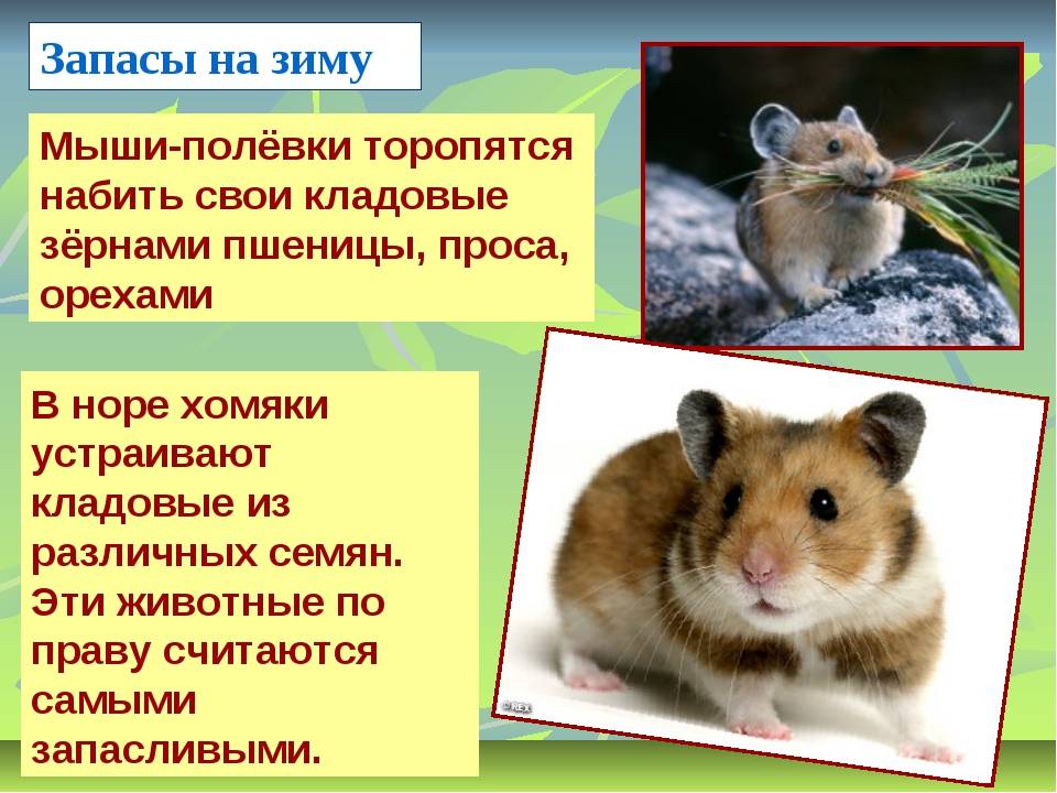 Дикий, обыкновенный, степной хомяк: где живут в природе, чем питаются, к какой группе относится