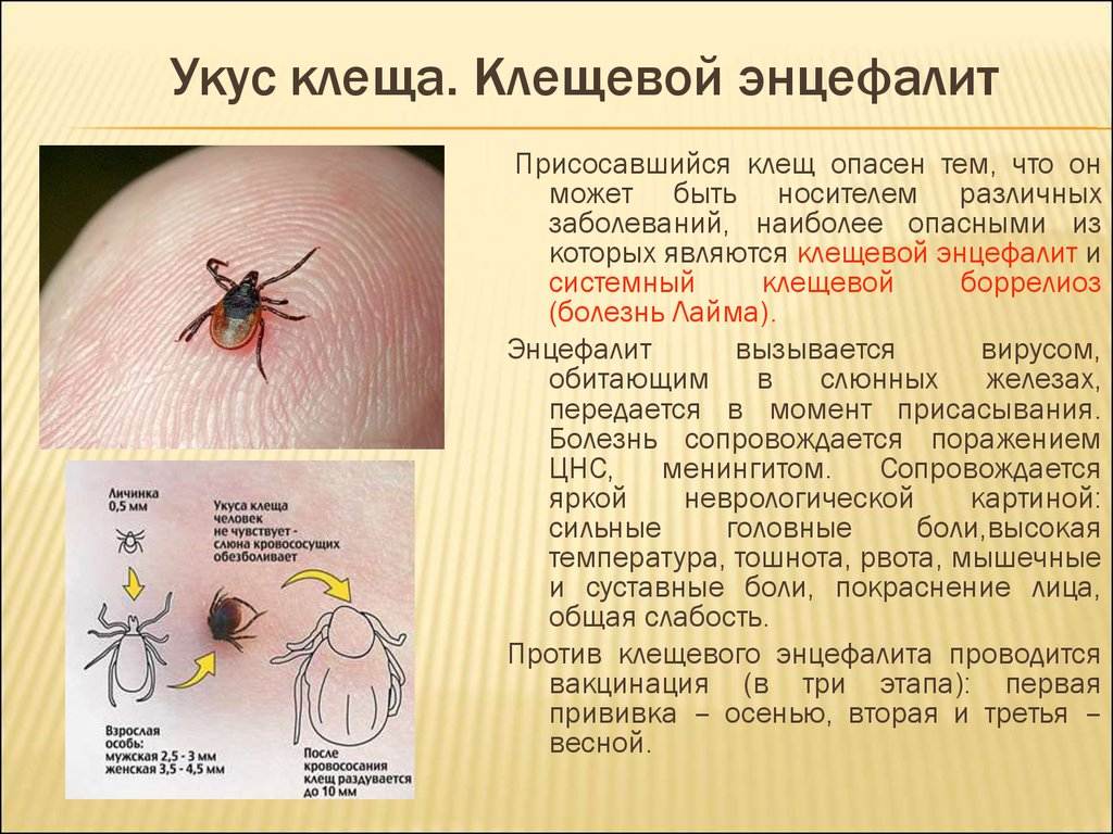 Как проявляет себя клещевой боррелиоз — первые признаки после укуса и симптомы развития болезни лайма