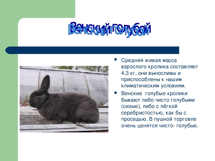 Кролики породы фото и описание