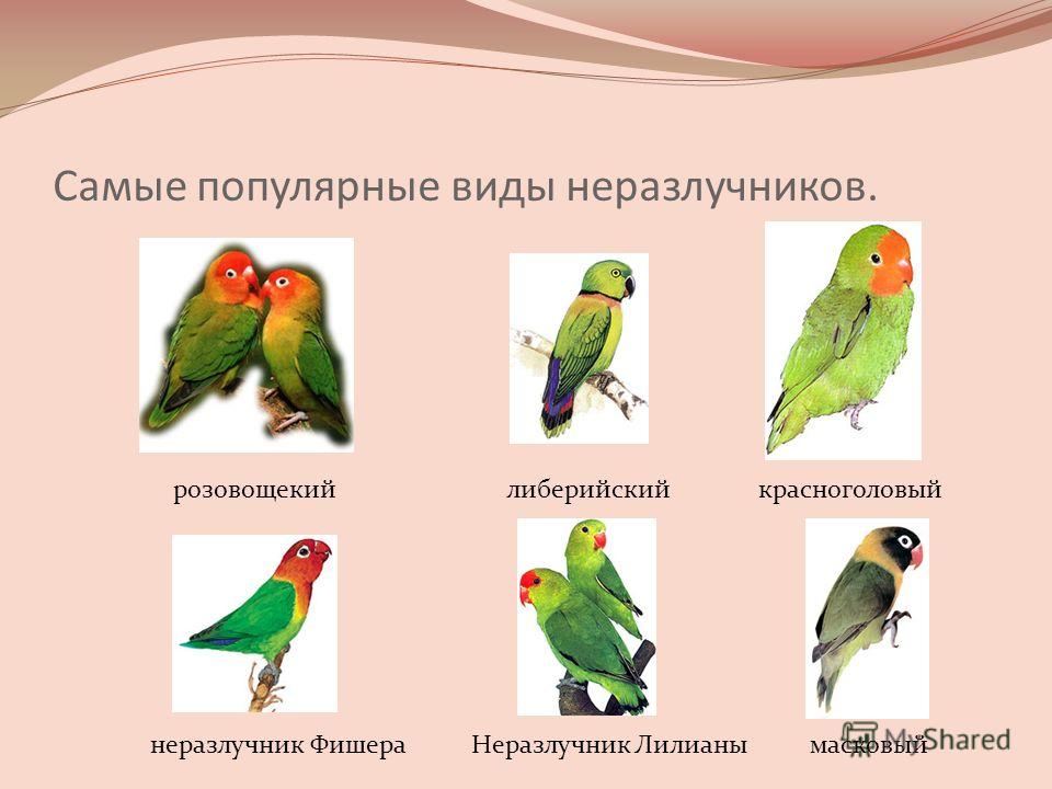 Верные признаки как отличить мальчика от девочки у попугаев неразлучников