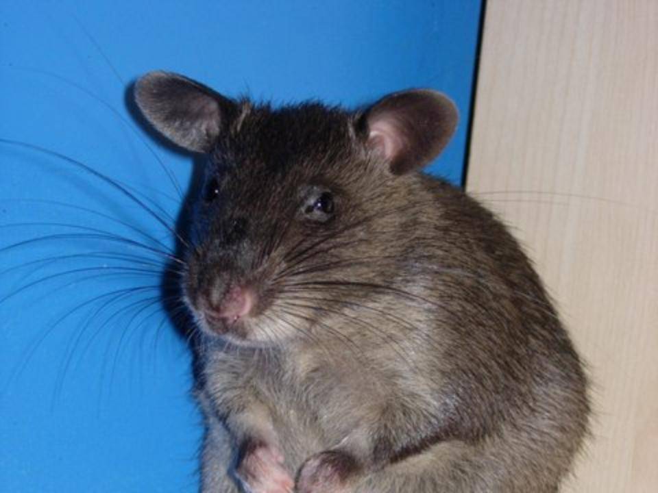 Гамбийская хомяковая крыса - как содержать в домашних условиях