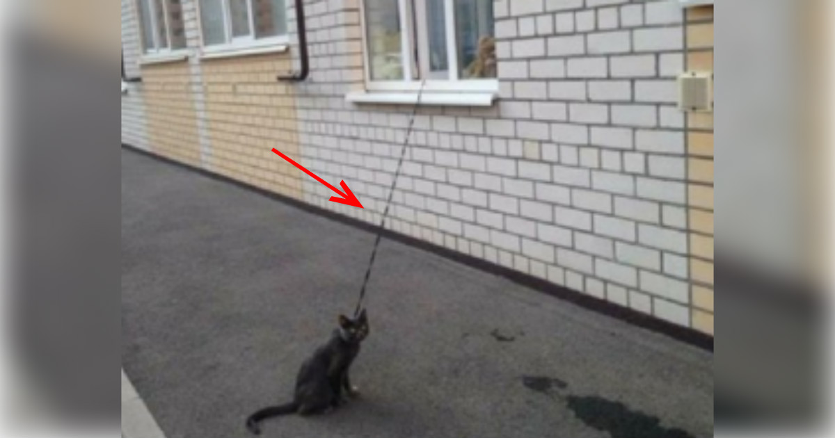 Как выгуливать кота на шлейке в городских условиях