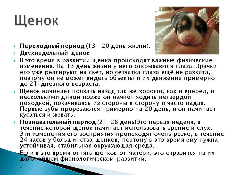 ᐉ в каком возрасте щенков отлучают от матери? - zoomanji.ru