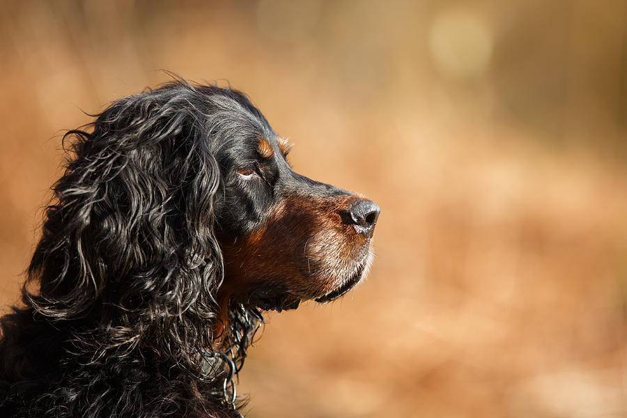 Шотландский сеттер - описание породы и характер собаки