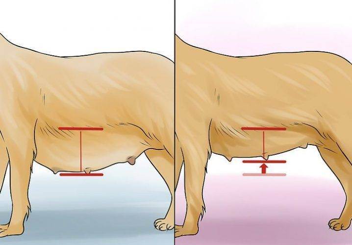 Помощь собаке при родах, когда вызывать ветеринара на роды, кесарево сечение собаке