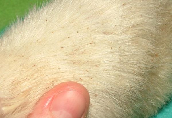 Власоеды и клещи у крыс: чем обработать питомца и как лечить